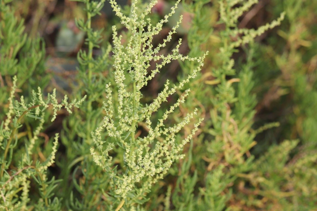 Suaeda maritima (L.) Dumort.